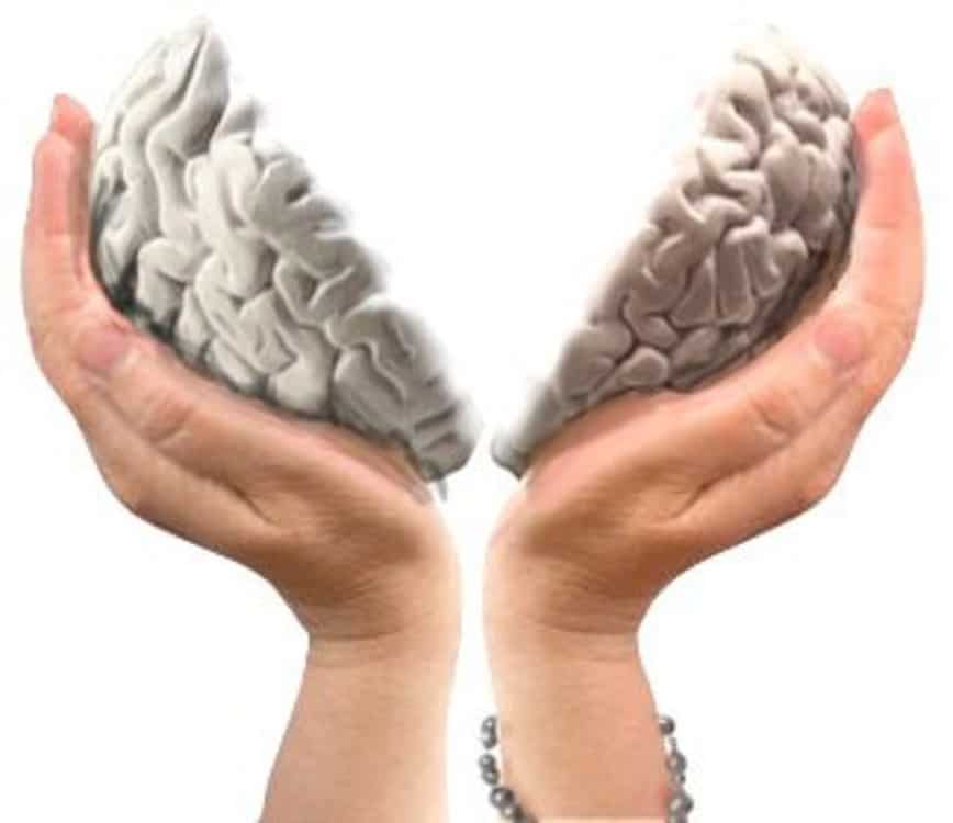 Cerveau, les hémisphères cérébraux des gauchers